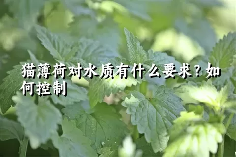 猫薄荷对水质有什么要求？如何控制