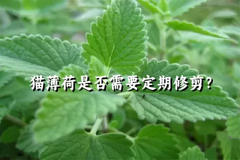 猫薄荷是否需要定期修剪？