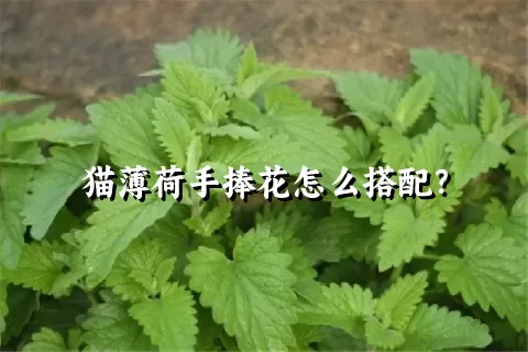 猫薄荷手捧花怎么搭配？