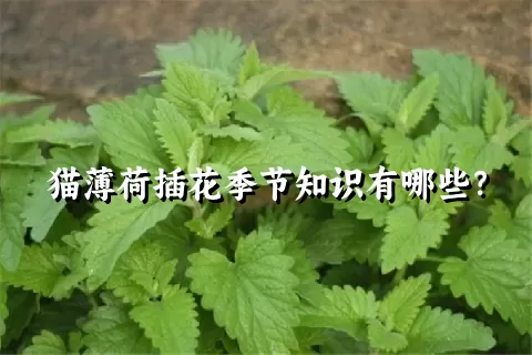 猫薄荷插花季节知识有哪些？