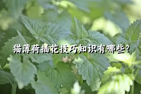 猫薄荷插花技巧知识有哪些？