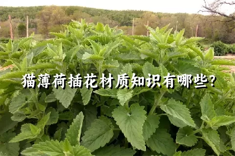 猫薄荷插花材质知识有哪些？