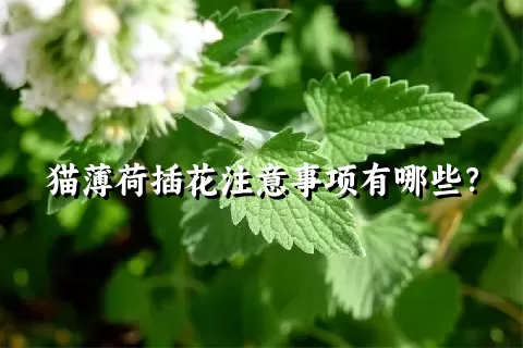 猫薄荷插花注意事项有哪些？