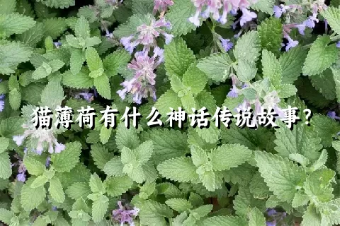 猫薄荷有什么神话传说故事？