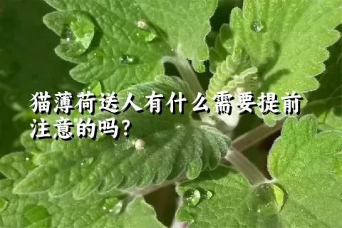 猫薄荷送人有什么需要提前注意的吗？