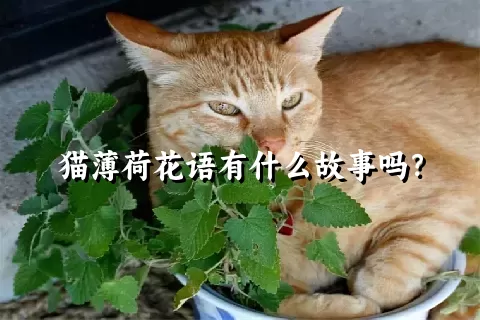 猫薄荷花语有什么故事吗？