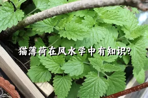 猫薄荷在风水学中有知识？