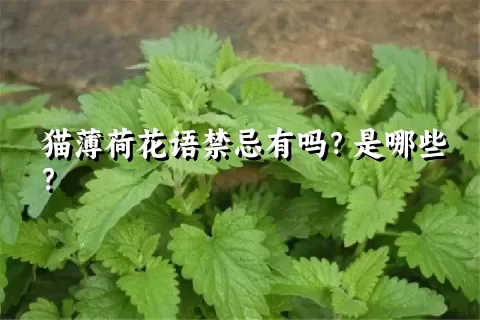 猫薄荷花语禁忌有吗？是哪些？