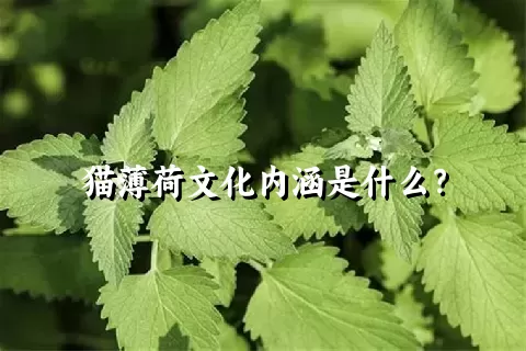 猫薄荷文化内涵是什么？