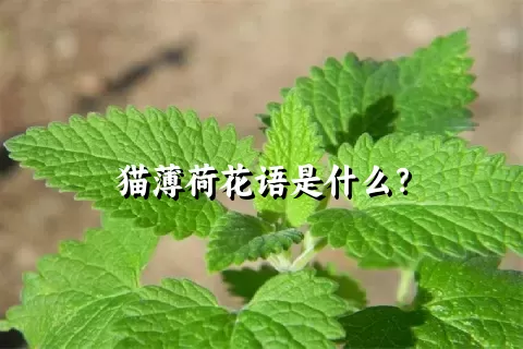 猫薄荷花语是什么？