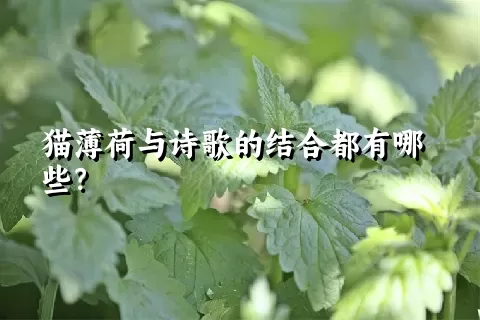 猫薄荷与诗歌的结合都有哪些？