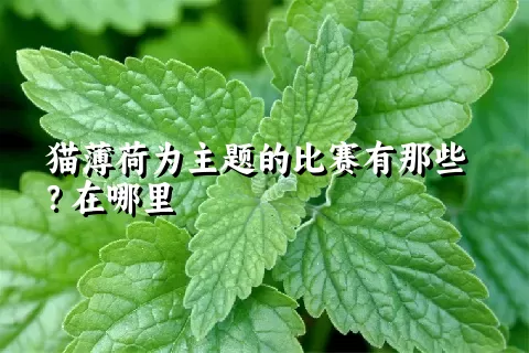 猫薄荷为主题的比赛有那些？在哪里