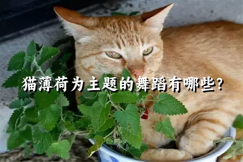 猫薄荷为主题的舞蹈有哪些？