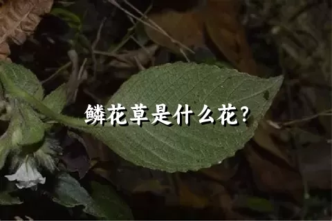 鳞花草是什么花？