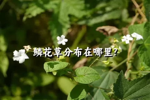 鳞花草分布在哪里?