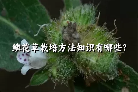 鳞花草栽培方法知识有哪些？