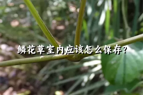 鳞花草室内应该怎么保存？