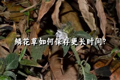 鳞花草如何保存更长时间？