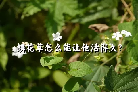 鳞花草怎么能让他活得久？