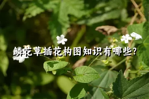 鳞花草插花构图知识有哪些？