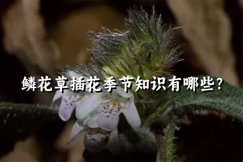 鳞花草插花季节知识有哪些？