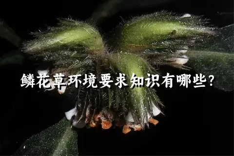 鳞花草环境要求知识有哪些？