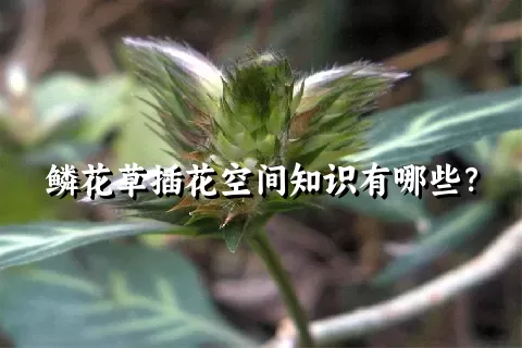 鳞花草插花空间知识有哪些？