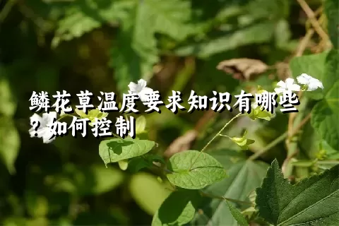 鳞花草温度要求知识有哪些？如何控制