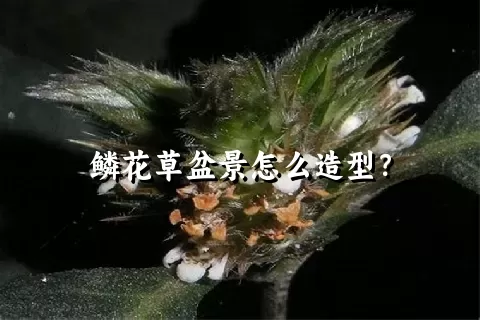 鳞花草盆景怎么造型？