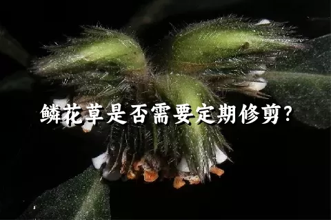 鳞花草是否需要定期修剪？