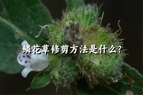 鳞花草修剪方法是什么？