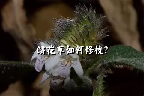 鳞花草如何修枝？