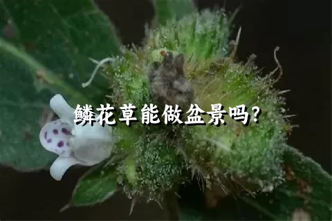 鳞花草能做盆景吗？