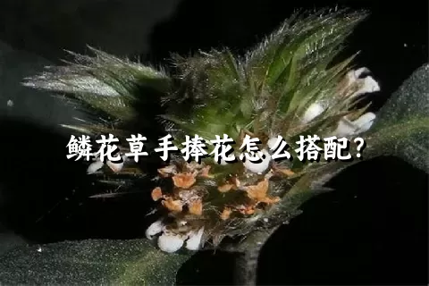 鳞花草手捧花怎么搭配？