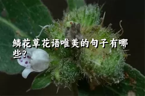 鳞花草花语唯美的句子有哪些？