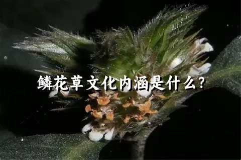 鳞花草文化内涵是什么？