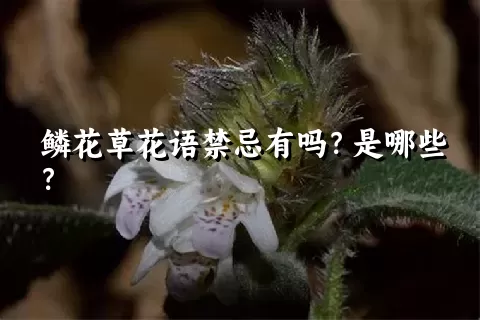 鳞花草花语禁忌有吗？是哪些？