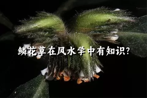 鳞花草在风水学中有知识？