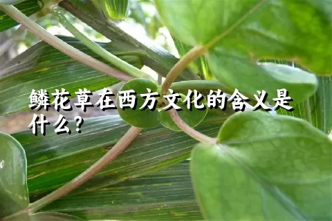 鳞花草在西方文化的含义是什么？