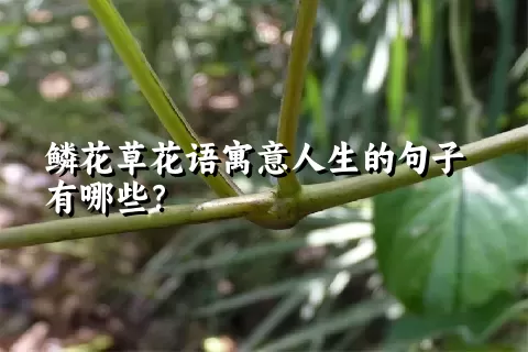 鳞花草花语寓意人生的句子有哪些？