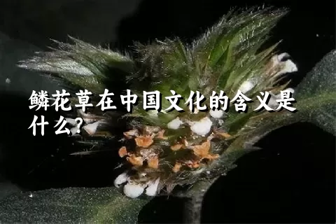 鳞花草在中国文化的含义是什么？