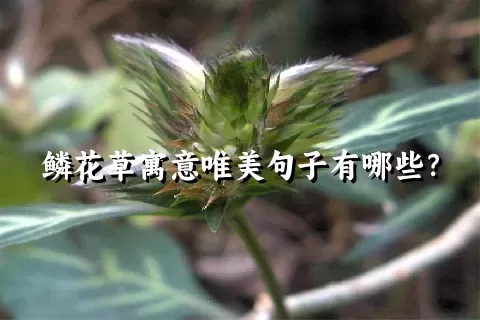 鳞花草寓意唯美句子有哪些？