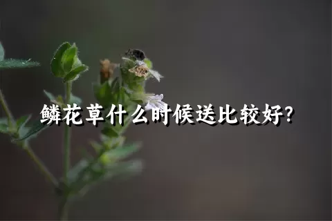 鳞花草什么时候送比较好？