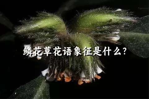 鳞花草花语象征是什么？