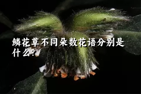 鳞花草不同朵数花语分别是什么？