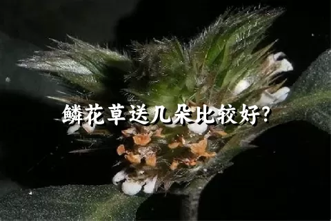 鳞花草送几朵比较好？