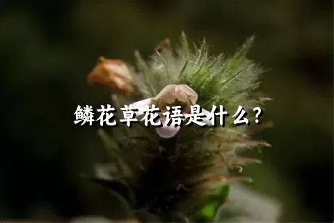 鳞花草花语是什么？