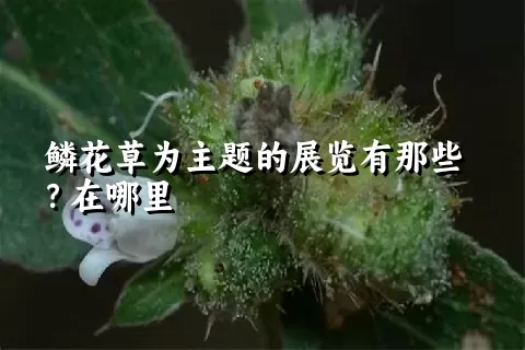 鳞花草为主题的展览有那些？在哪里