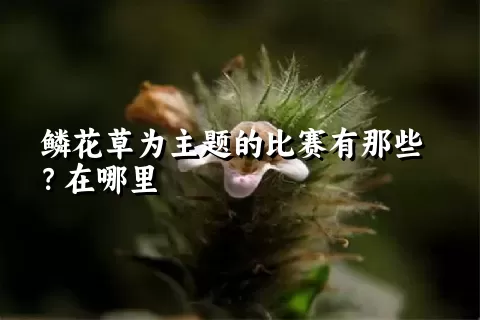 鳞花草为主题的比赛有那些？在哪里