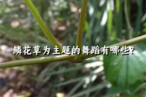 鳞花草为主题的舞蹈有哪些？